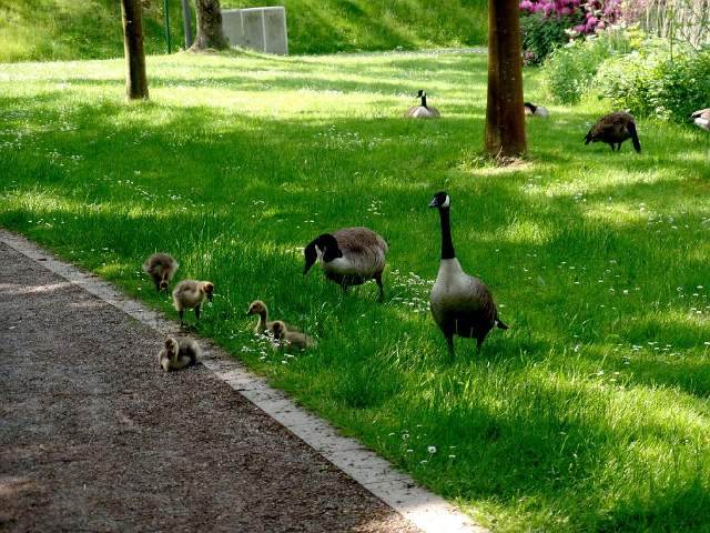 Gysenberg-Streichelzoo-03