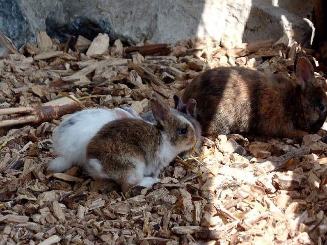 Gysenberg-Streichelzoo-04