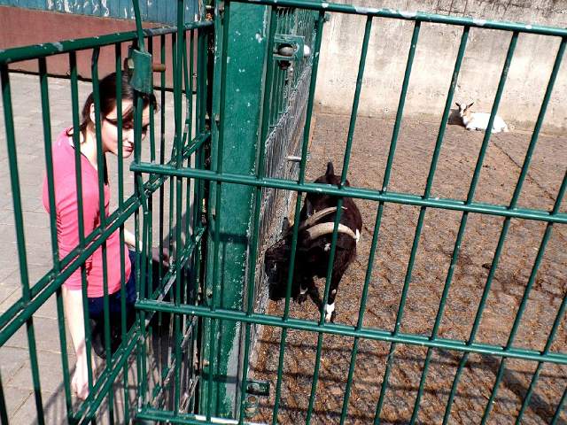 Gysenberg-Streichelzoo-05